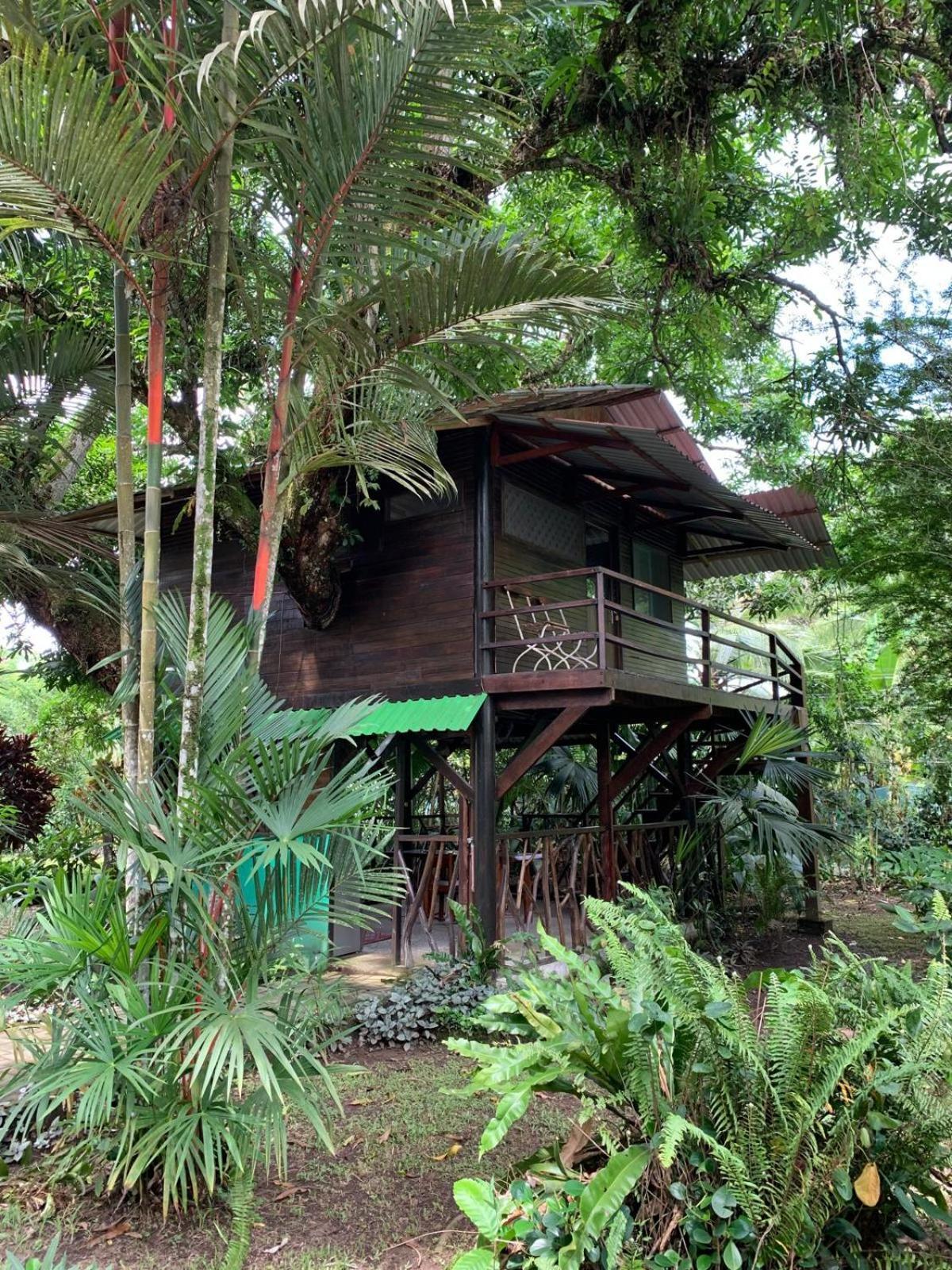 Playa Grande Lodge & Tree House Cahuita Zewnętrze zdjęcie