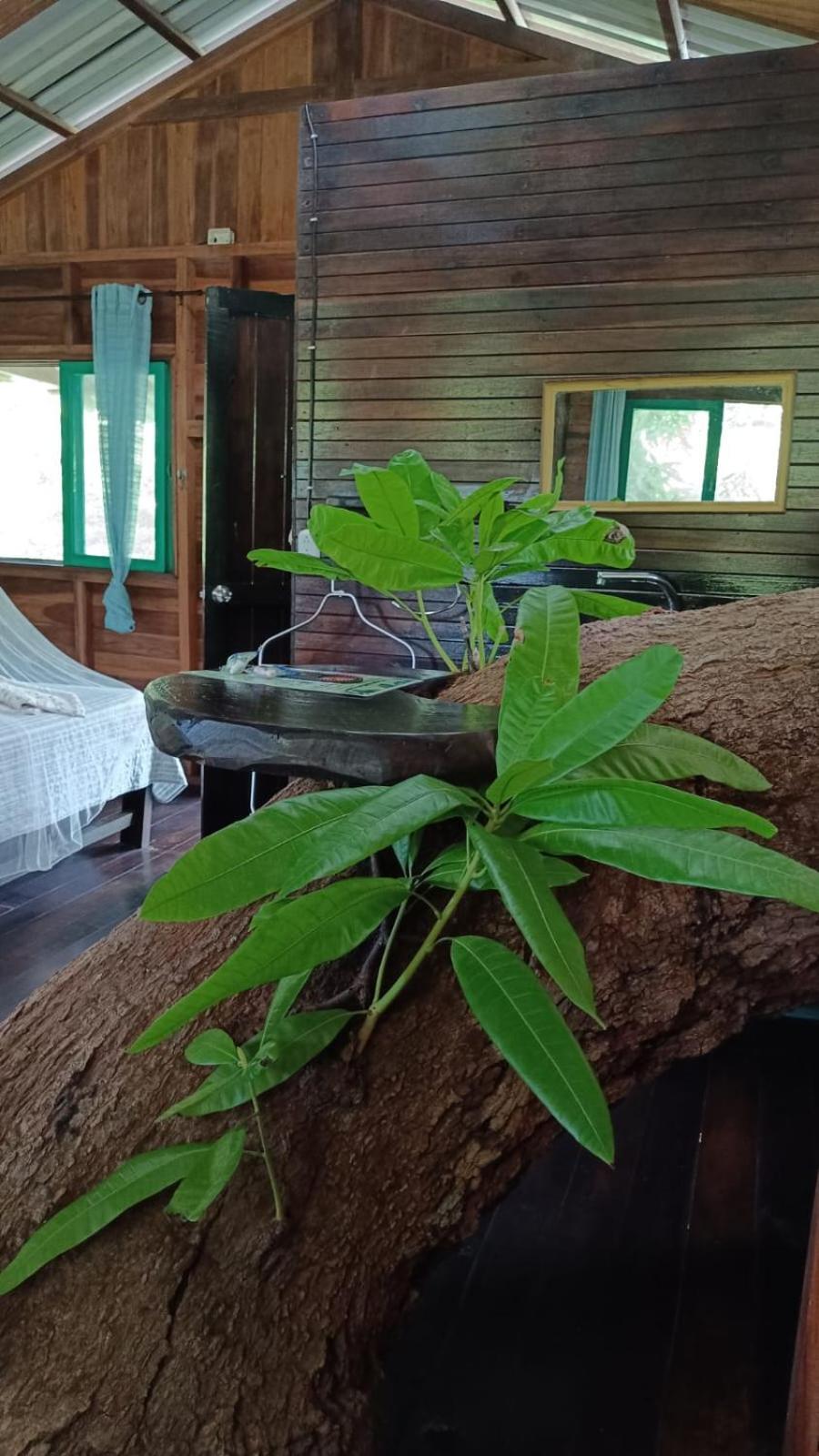 Playa Grande Lodge & Tree House Cahuita Zewnętrze zdjęcie